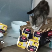 photo de livraison pour Les Chats d'Hauterive
