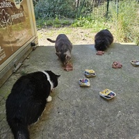 photo de livraison pour ANIMAL ATTITUDE
