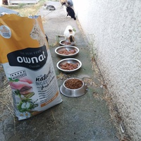 photo de livraison pour L'Ecole du Chat Istreen