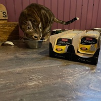 photo de livraison pour Association des Chats Camarguais