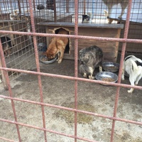 photo de livraison pour Save & Hope for Dogs