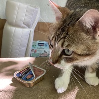 photo de livraison pour Cosette