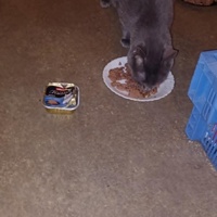 photo de livraison pour Les Chats Libres de la Canterrane