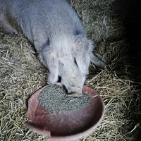 photo de livraison pour Chats Libres de Béziers