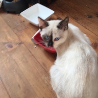 photo de livraison pour Les Chats Libres Condom 32