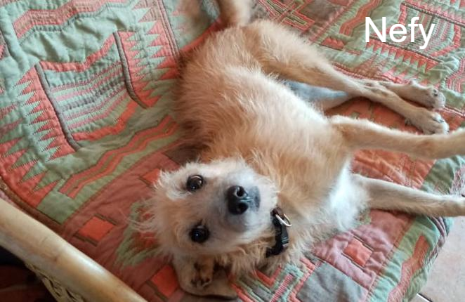 photo association