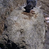 photo de livraison pour L'Ecole du Chat Istreen