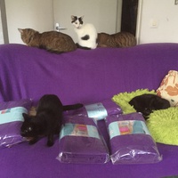 photo de livraison pour Pour l'Amour des Chats