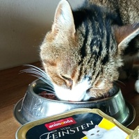 photo de livraison pour Ecole du Chat Libre de Caillerot