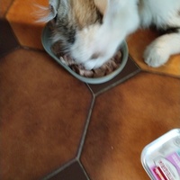 photo de livraison pour Chats Grains d'Amour