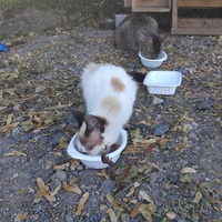 photo de livraison pour Chez Minou