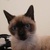 photo animal