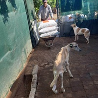 photo de livraison pour Comme Chiens et Chats Maroc