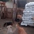 photo animal