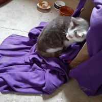 photo de livraison pour Bien vivre avec les Chats Sallélois
