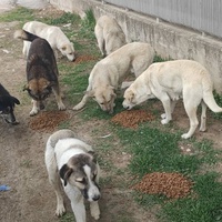 photo de livraison pour Civic Initiative Kane Korzo Skopje