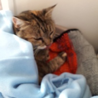 photo de livraison pour L'Arche des Amis à pattes