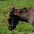 photo animal