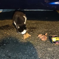 photo de livraison pour SOS Chats Libres Haut-Béarn