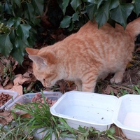 photo de livraison pour Chats Oubliés