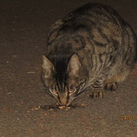 photo de livraison pour Chat Libre de l'Ile du Ramier