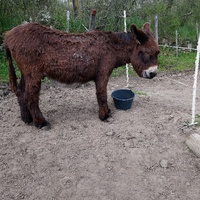 photo de livraison pour Chevaux Murmurent