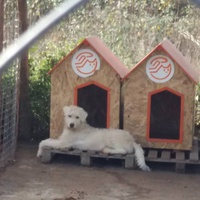 photo de livraison pour Refuge pour chiens de Baia Mare