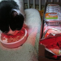 photo de livraison pour Au Bonheur des Chats Libres