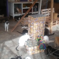 photo de livraison pour Help Adopt Moroccan Animals