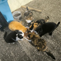 photo de livraison pour Trois P'tits Chats