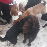 photo de livraison pour Nobody's Dog France