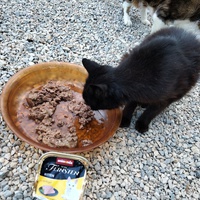 photo de livraison pour Chats errants du val du crenu