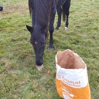 photo de livraison pour Hearthland Royal Horse