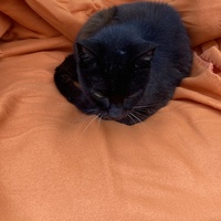 photo de livraison pour Ecole du Chat des Alpilles