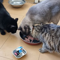 photo de livraison pour Chats Libres des Hauts Cantons de l'Hérault