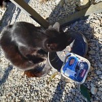 photo de livraison pour Chats errants du val du crenu