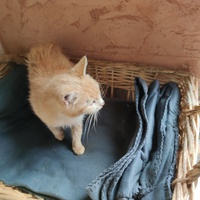 photo de livraison pour Paroles de Chats
