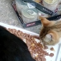 photo de livraison pour Les chats Port-Saint-Louisiens