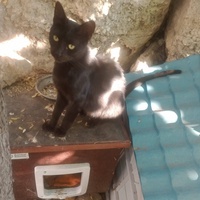 photo de livraison pour Les Chats-Pitresdelavi-Ste