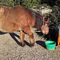 photo de livraison pour Association hippique du Caroux