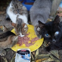 photo de livraison pour Cat Miaou