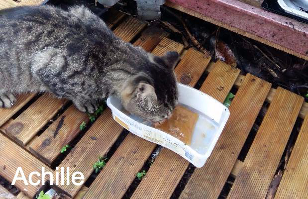 Achille Sauver Les Chats Errants Animal Webaction