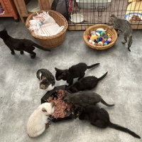 photo de livraison pour Association Des  Chats  De Hyeres