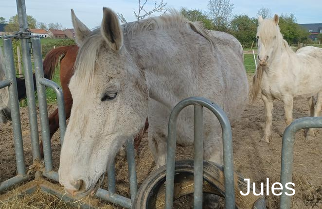 Jules - Tabula Rasa - Animal Webaction