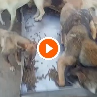 photo de livraison pour Furever Rescue Foster