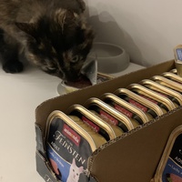 photo de livraison pour Les Chats Libres de Mirepeisset