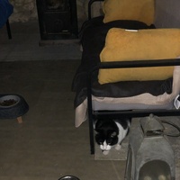 photo de livraison pour Les Chats Libres Condom 32
