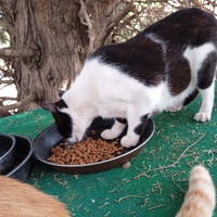 photo de livraison pour L'Ecole du Chat Istreen