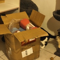 photo de livraison pour Le Gang des Matous