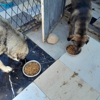photo de livraison pour Happy Shelter Skopje